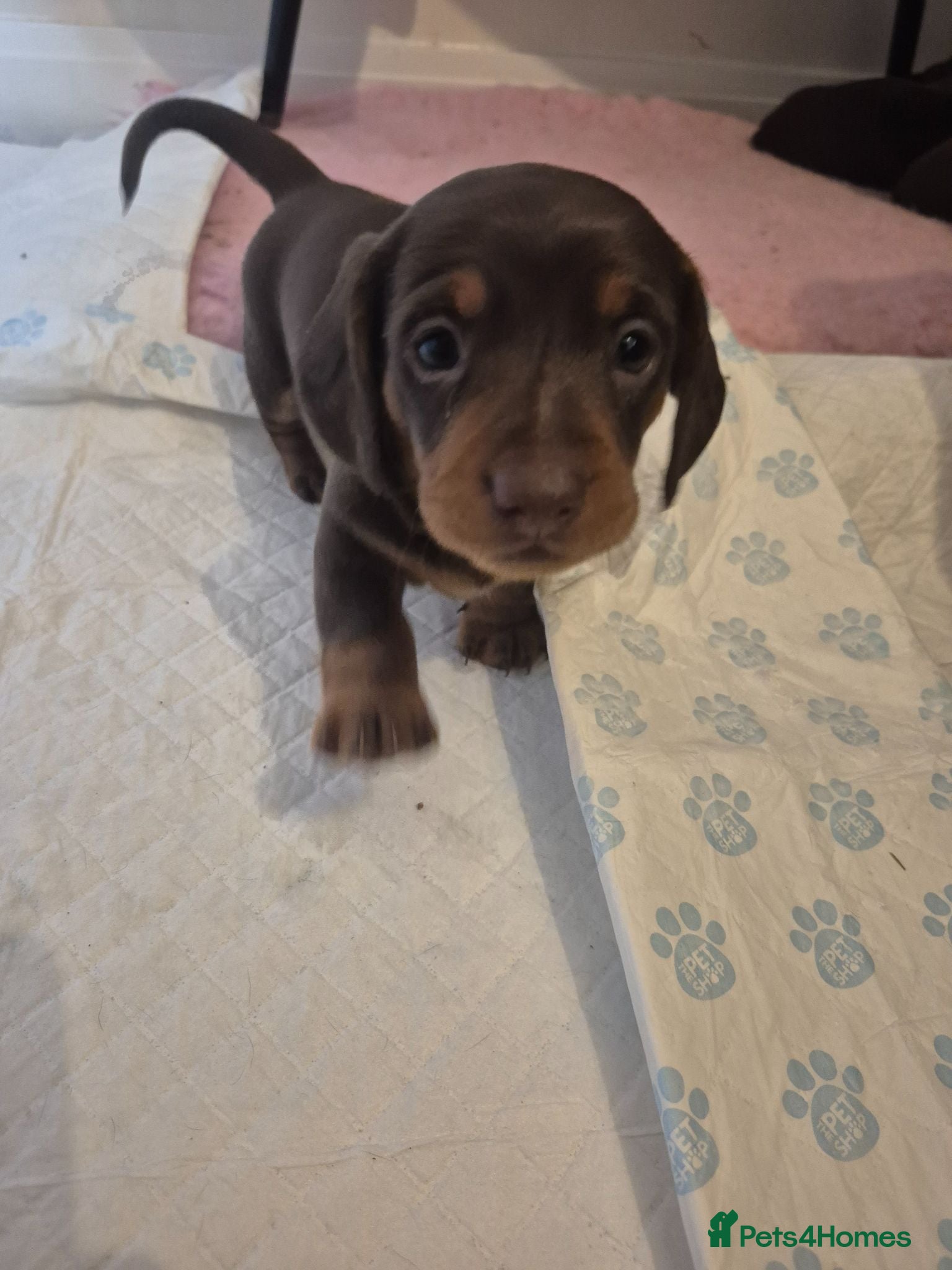 Miniature Dachshund dogs Introducing Daphne and her 5 beautiful pups. - Advert 4