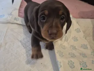 Miniature Dachshund dogs Introducing Daphne and her 5 beautiful pups. - Advert 14