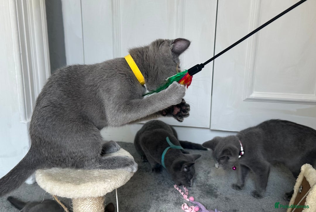Russian Blue cats for sale: Russian Blue Kitten - Image 6