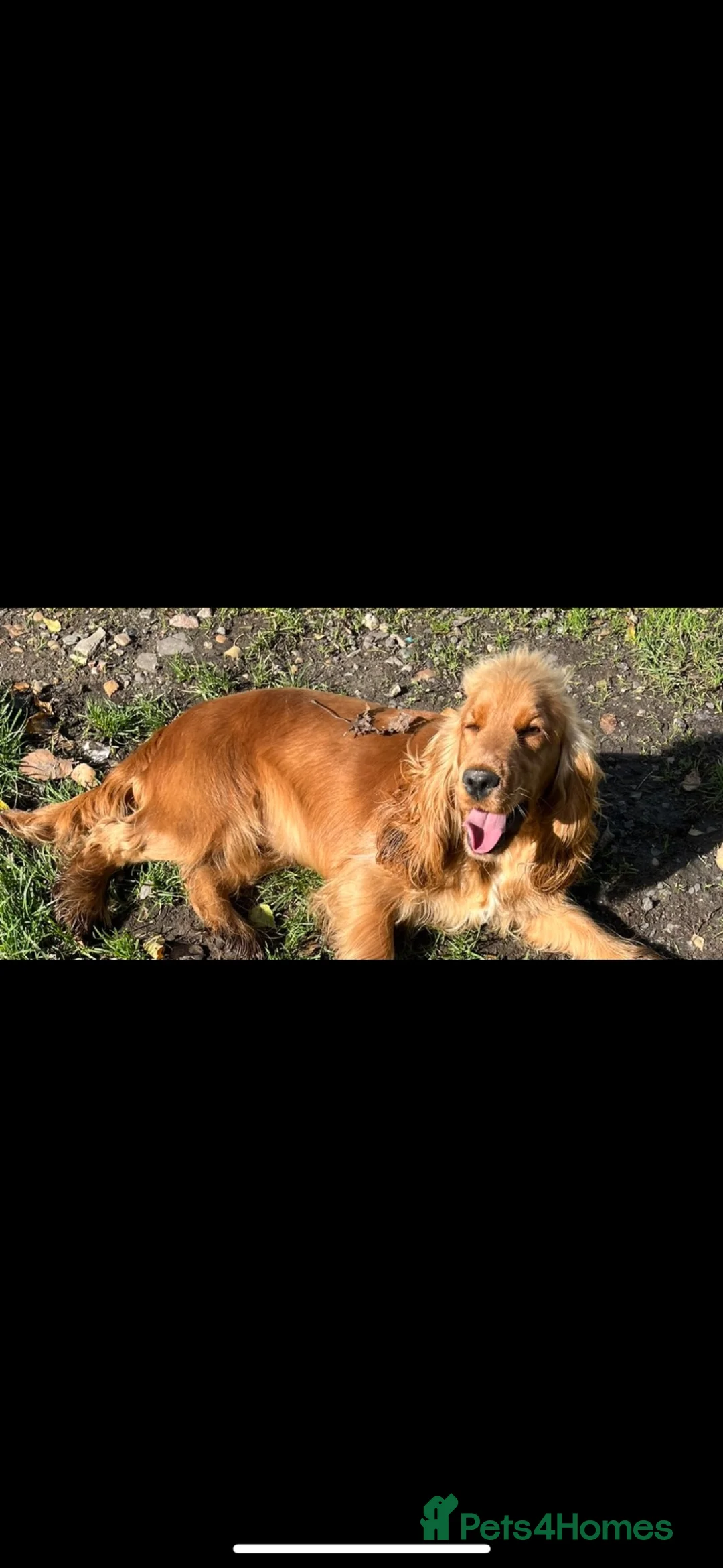 Cockapoo dogs for sale: Merle cockapoo puppies health tested in Ashford - Advert 2