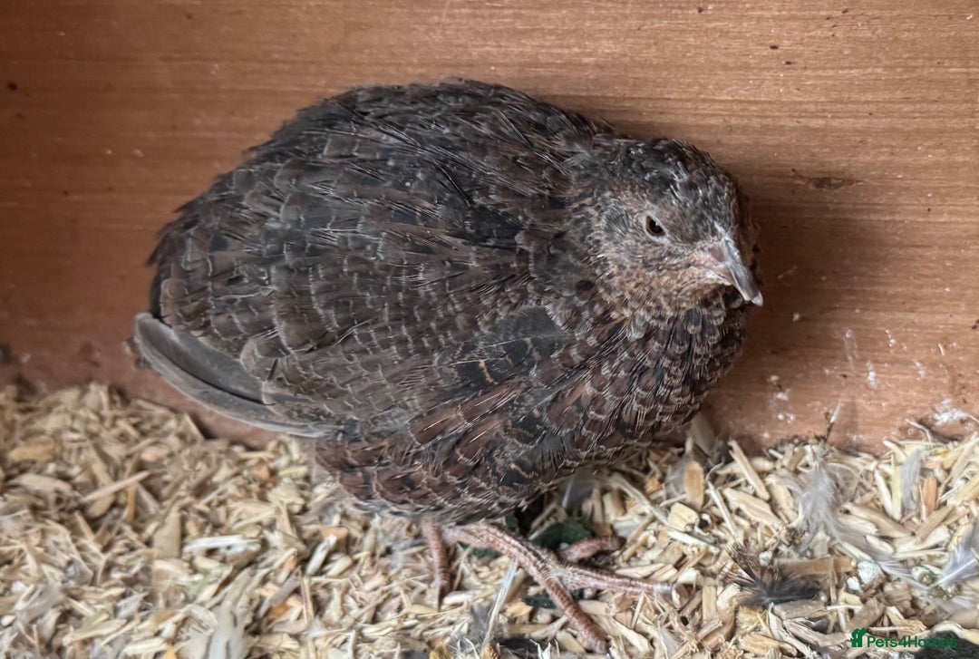 Quail poultry for sale: Coturnix quails  - Image 3