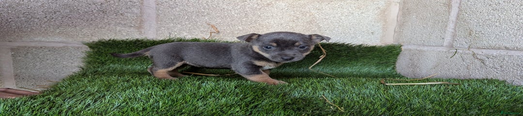 Jack Russell Puppy 4