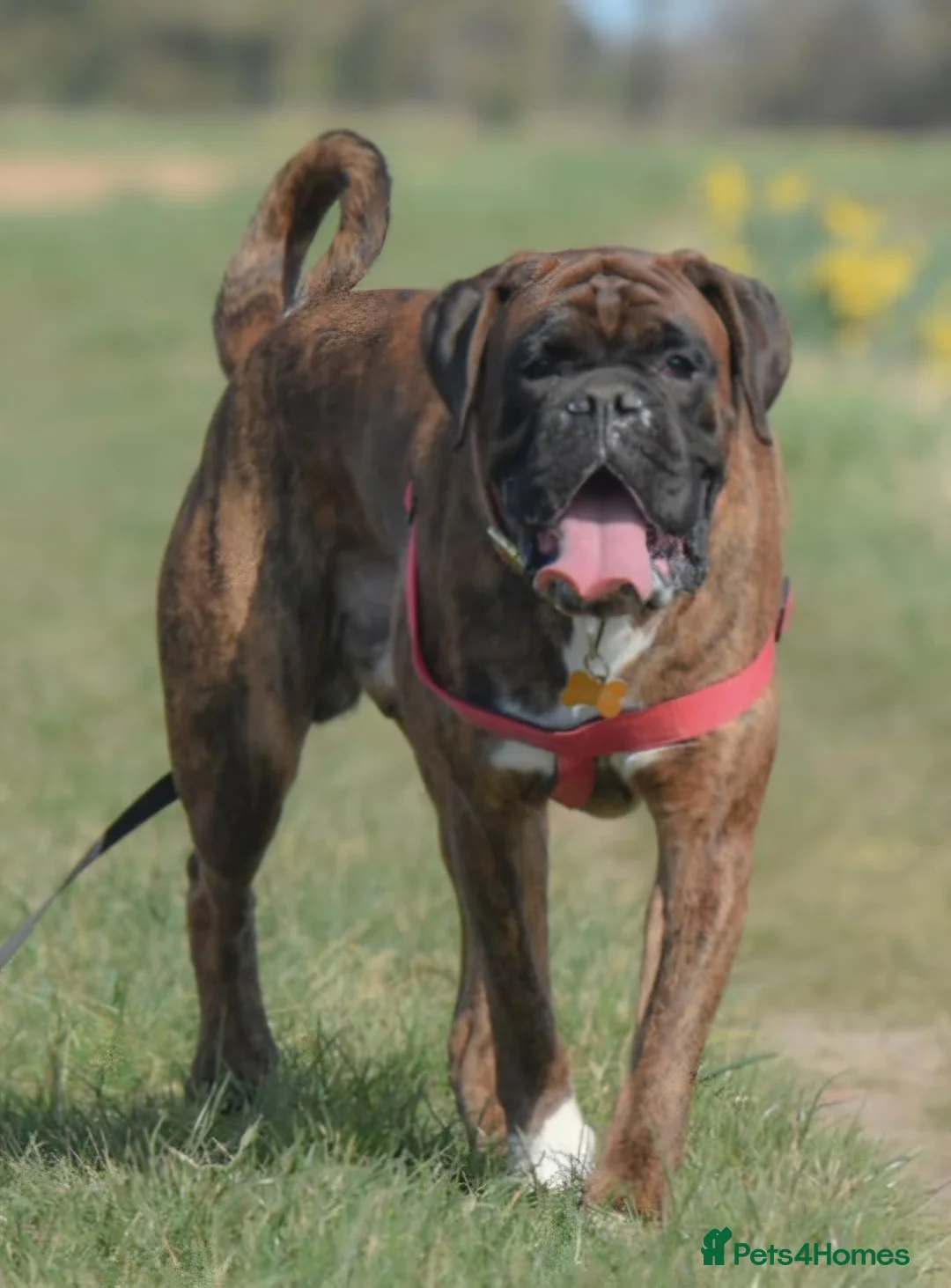 Boxer dogs for stud: Stunning Proven, Health tested and Heartscored 0 in Boston - Advert 17