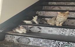 Mixed Breed cats for sale: Two kittens looking for a new home *please read ad - Image 5