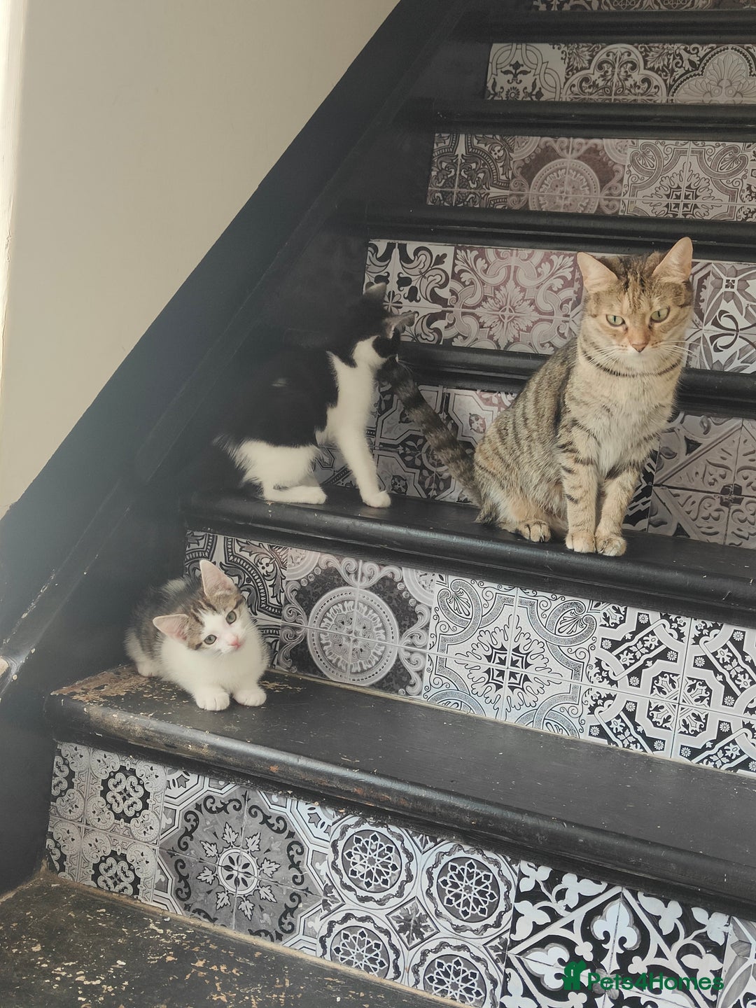 Mixed Breed cats for sale: Two kittens looking for a new home *please read ad - Image 5