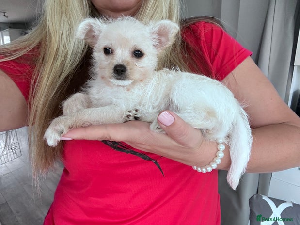 Chipoo dogs Tiny Chihuahua / Asian toy poodle - Advert 4