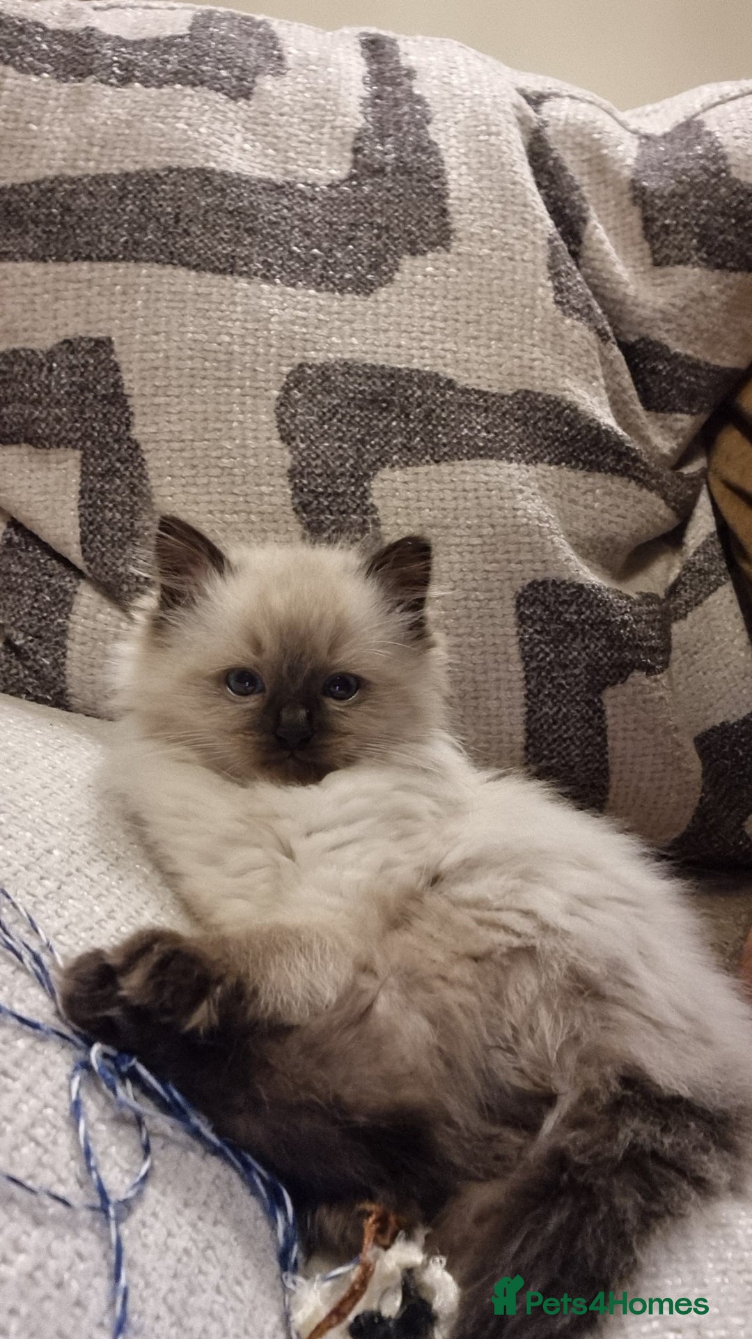 Ragdoll cats for sale: Captain Tom - Image 10