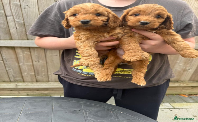 Cockapoo dogs - Advert 10