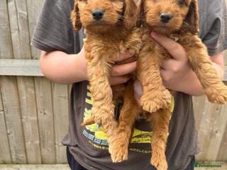 Cockapoo dogs - Advert 12