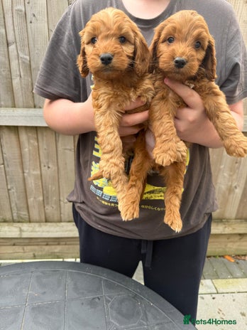 Cockapoo dogs - Advert 9