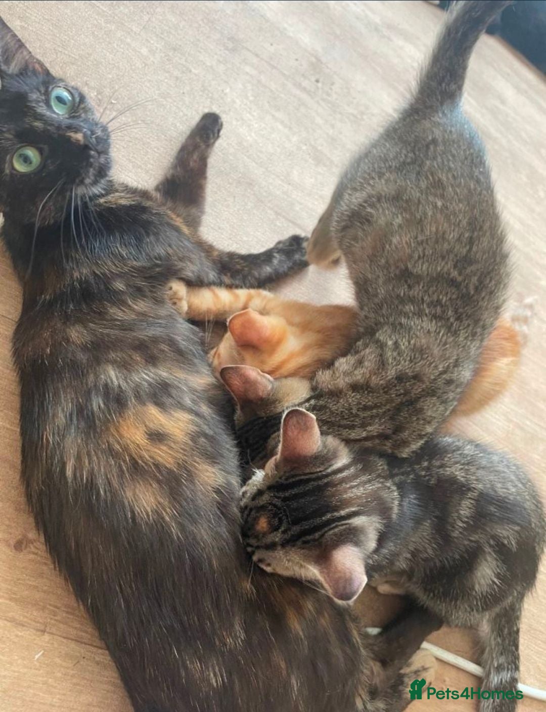 Mixed Breed cats Maincoon cross kittens available now  - Advert 6