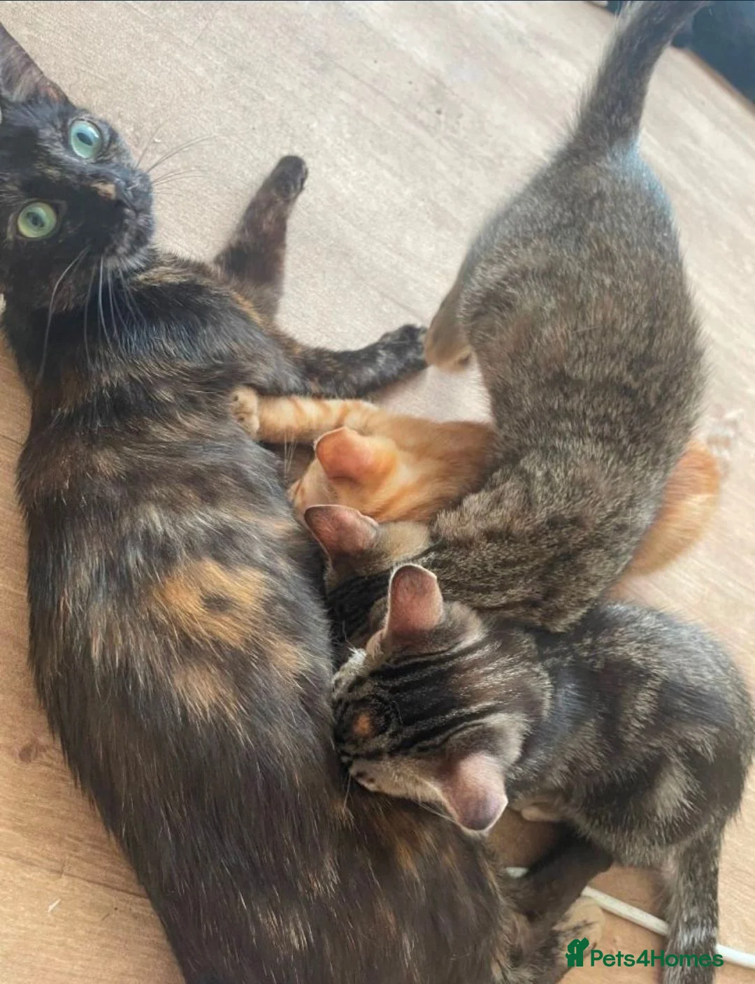 Mixed Breed cats for sale: Maincoon cross kittens available now  - Advert 1