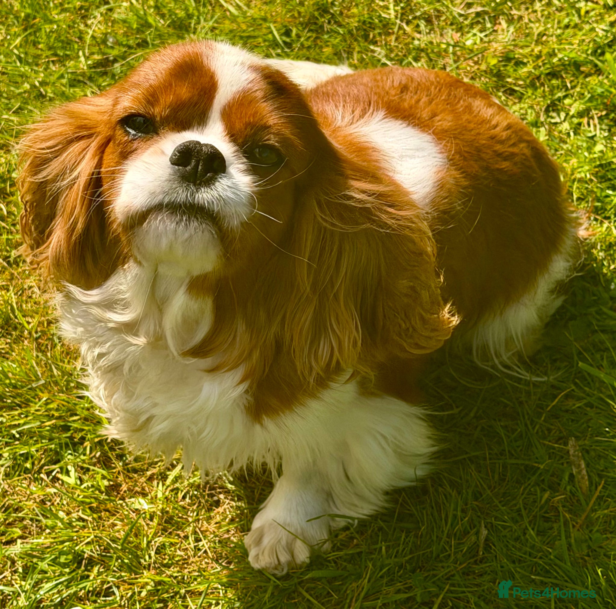 Cavalier King Charles Spaniel dogs 🐾 FIONA – Female Cavalier King Charles Spaniel 🐾 - Advert 3
