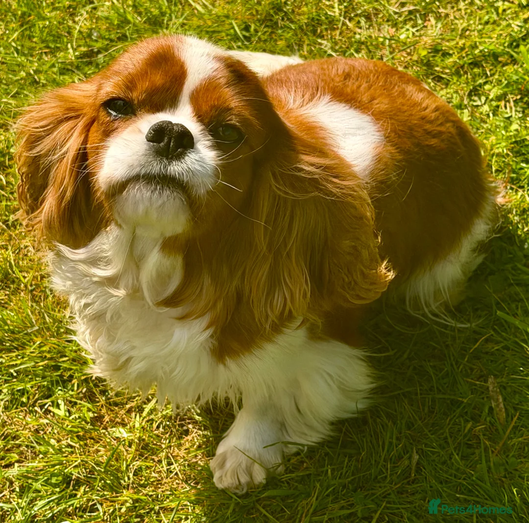 Cavalier King Charles Spaniel dogs for adoption: 🐾 FIONA – Female Cavalier King Charles Spaniel 🐾 - Advert 1