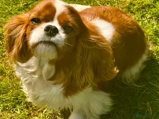 Cavalier King Charles Spaniel dogs 🐾 FIONA – Female Cavalier King Charles Spaniel 🐾 - Advert 15