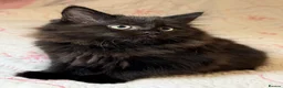 Mixed Breed cats for sale: Blacky and Stormy  in Luton - Advert 8