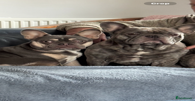French Bulldog dogs - Advert 5
