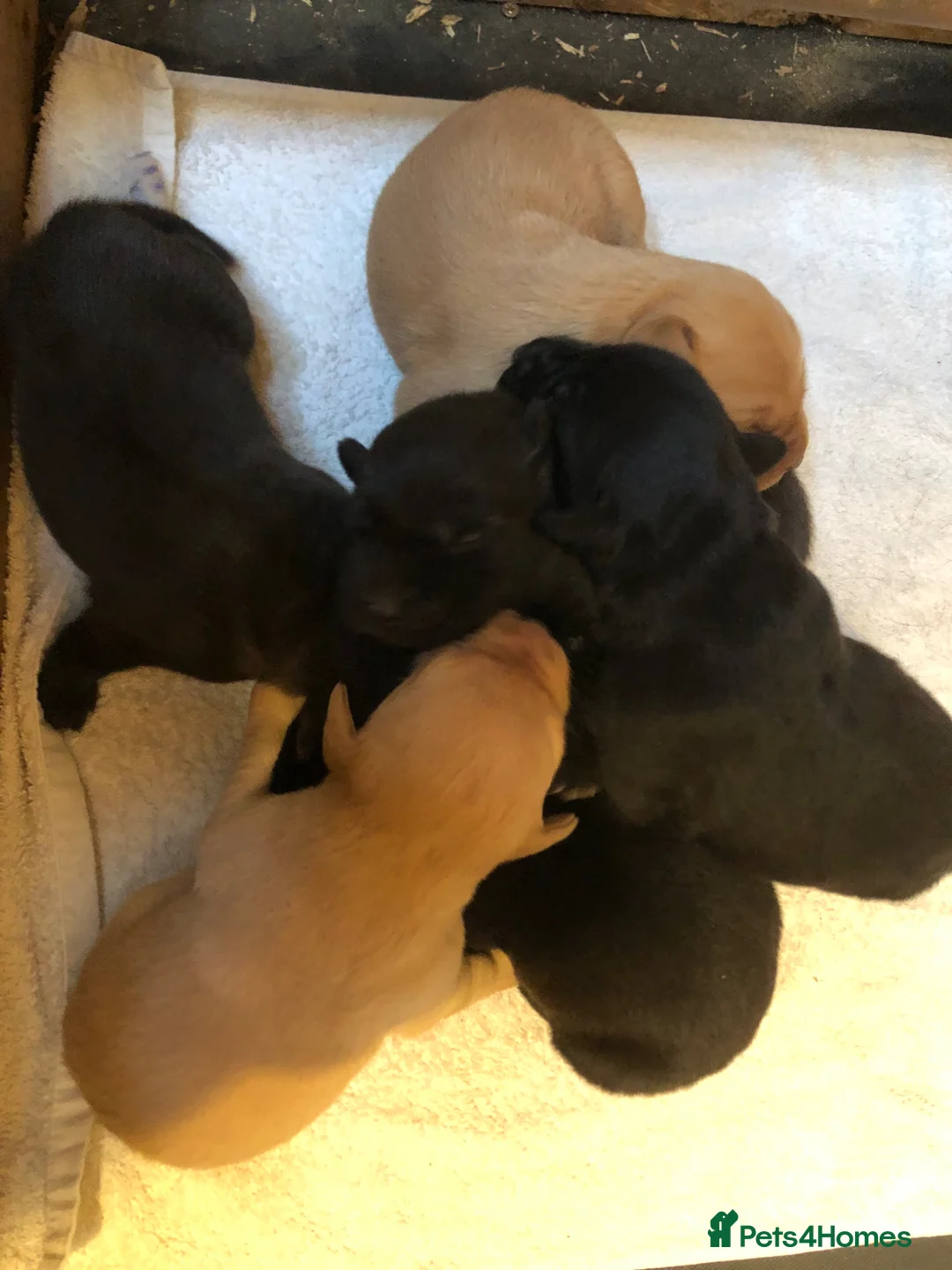 Labrador Retriever dogs for sale: Mrs C whitehouse  in Cheltenham - Advert 4