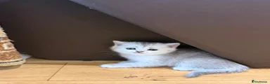 British Shorthair 1