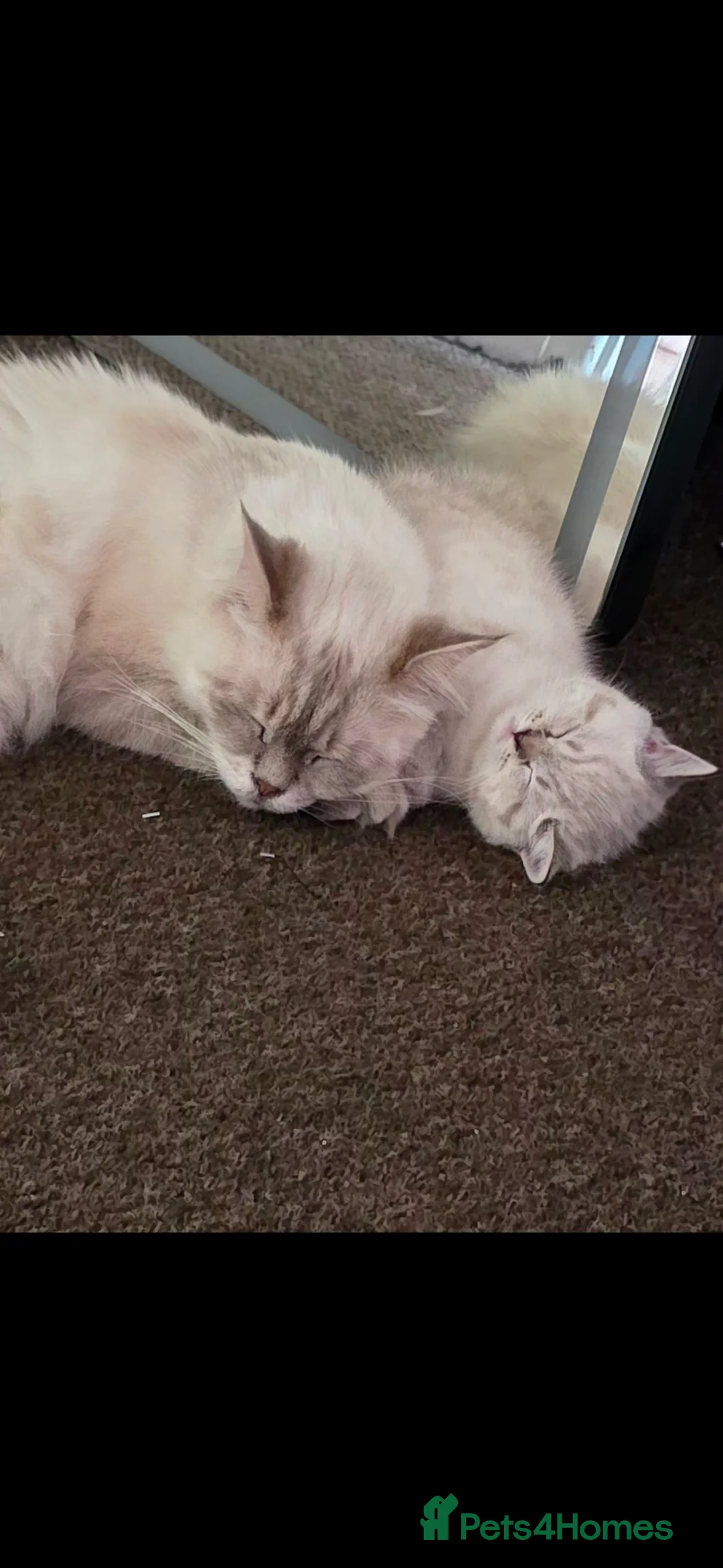 Mixed Breed cats for sale: Ragdoll cross British shorthair  - Advert 1