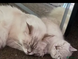 Mixed Breed cats Ragdoll cross British shorthair - Advert 1