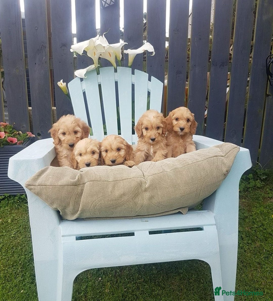 Cockapoo dogs for sale: Adorable cockapoo puppies - Advert 1