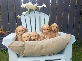 Cockapoo dogs Adorable cockapoo puppies - Advert 1