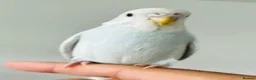 Budgerigars birds for sale: Hand Tamed Budgies - Advert 7