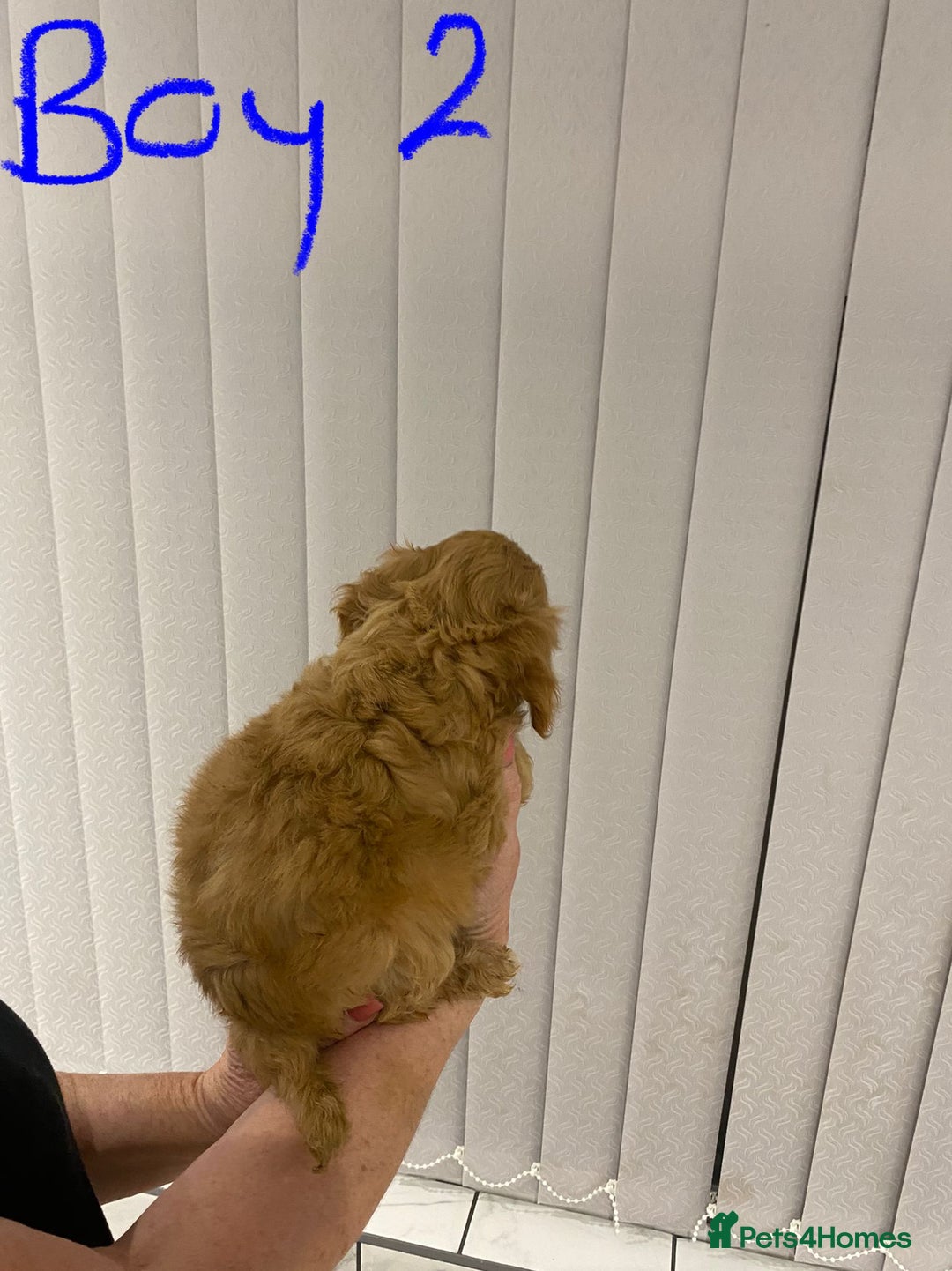 Cockapoo dogs for sale: F1 Red Cockapoo Puppies  - Advert 12