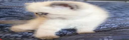 Exotic cats for sale: Last Remaining  Exotic Shorthair Kitten - Advert 29