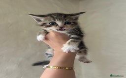 Mixed Breed cats for sale: Beautiful kittens - Image 9