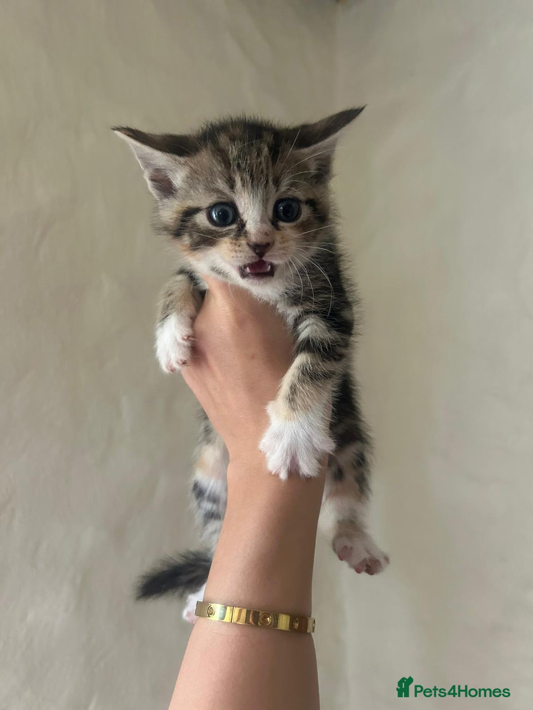 Mixed Breed cats for sale: Beautiful kittens - Image 9