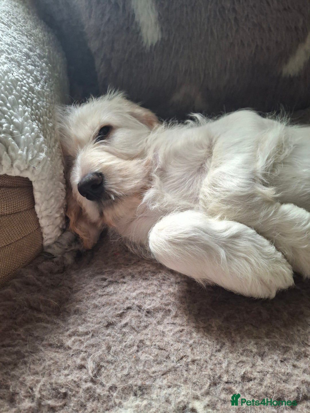 Mixed Breed dogs for sale: Italian/standard poodle  - Advert 5