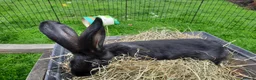 Continental Giant rabbits for sale: Beautiful Pure Giant Continentals Babies - Advert 6