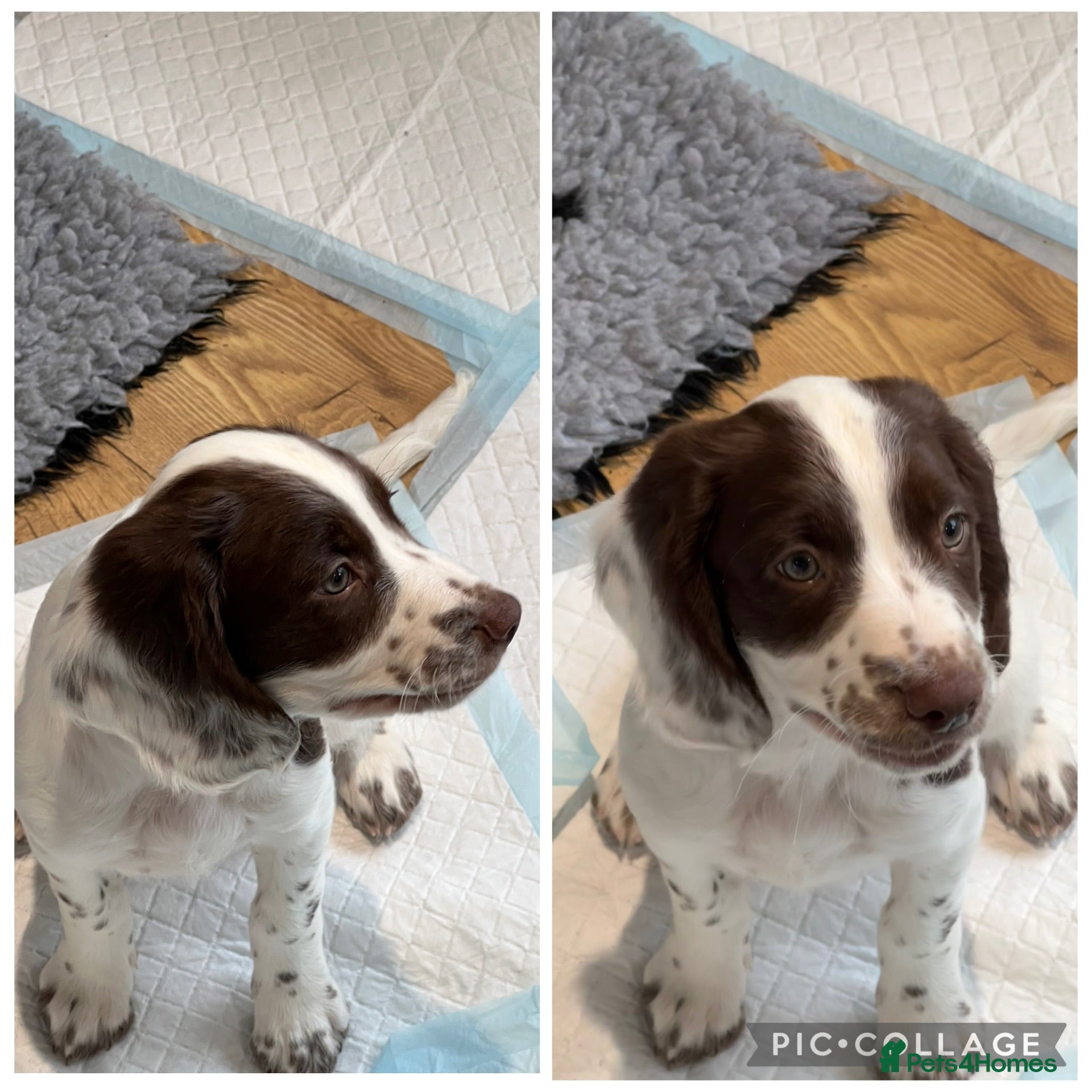 English Springer Spaniel dogs HEALTH TESTED QUALITY ENGLISH SPRINGER SPANIELS  - Advert 1
