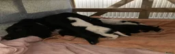 Sprocker dogs for sale: 8 beautiful healthy friendly little Sprocker pups - Advert 21