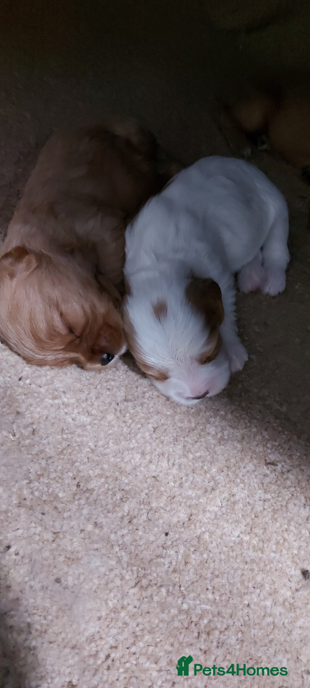 Cavachon dogs for sale: 6 beautiful cavachon puppies for sale - Advert 5