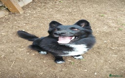 Shepsky dogs for sale: Nyxie - Image 10