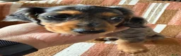 Miniature Dachshund dogs for sale: KC registered Miniature Dachshund Puppies - Advert 18