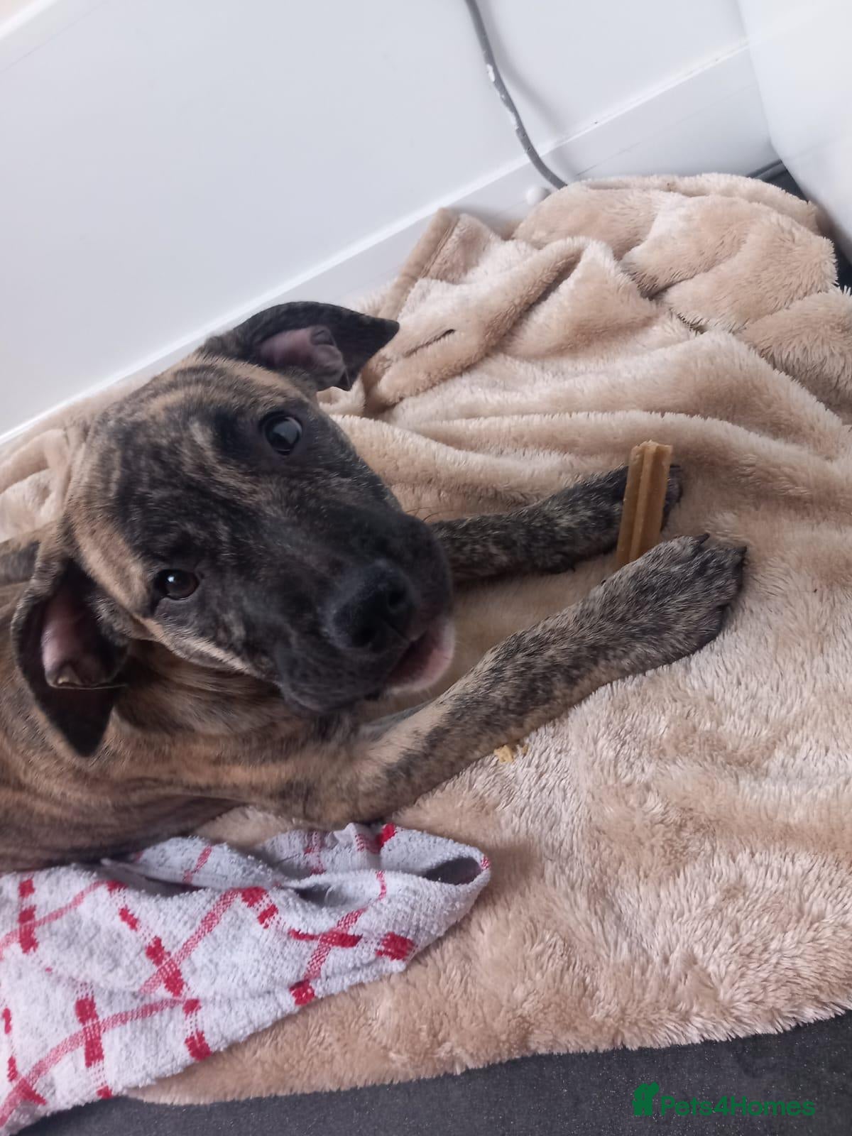 Mixed Breed dogs Pressa canario/American bulldog pups, - Advert 2