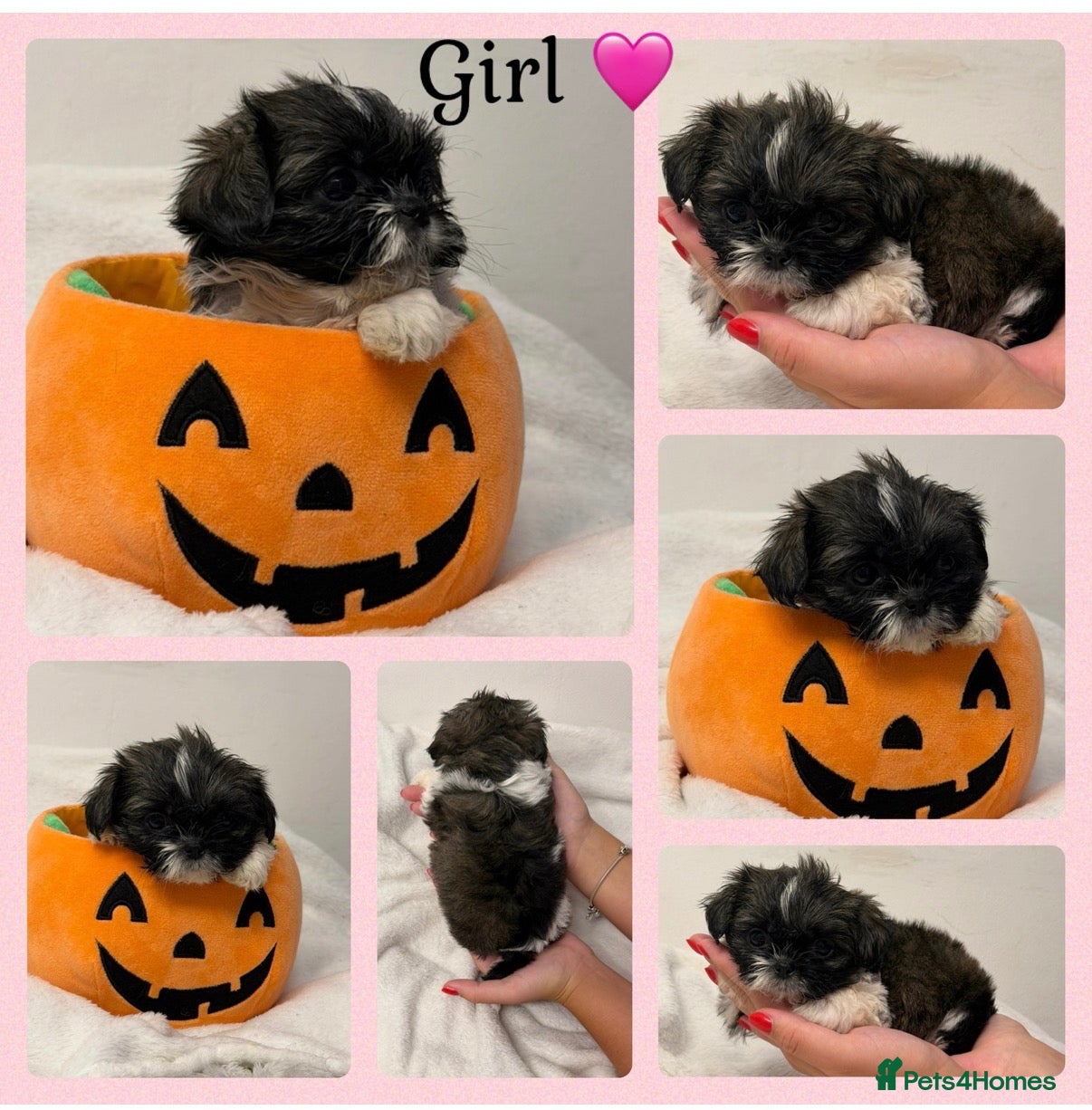 Shih Tzu dogs Only 2 girls left now 🥰🩷  - Advert 3