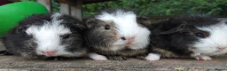 Guinea Pig rodents for sale: Three, 6 week old baby Swiss Brothers.  - Advert 2