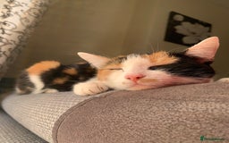 American Shorthair cats for sale: Loving cats for sale  - Image 6
