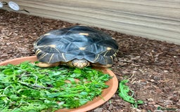 Tortoise reptiles for sale: Beautiful radiated for sale - Image 3