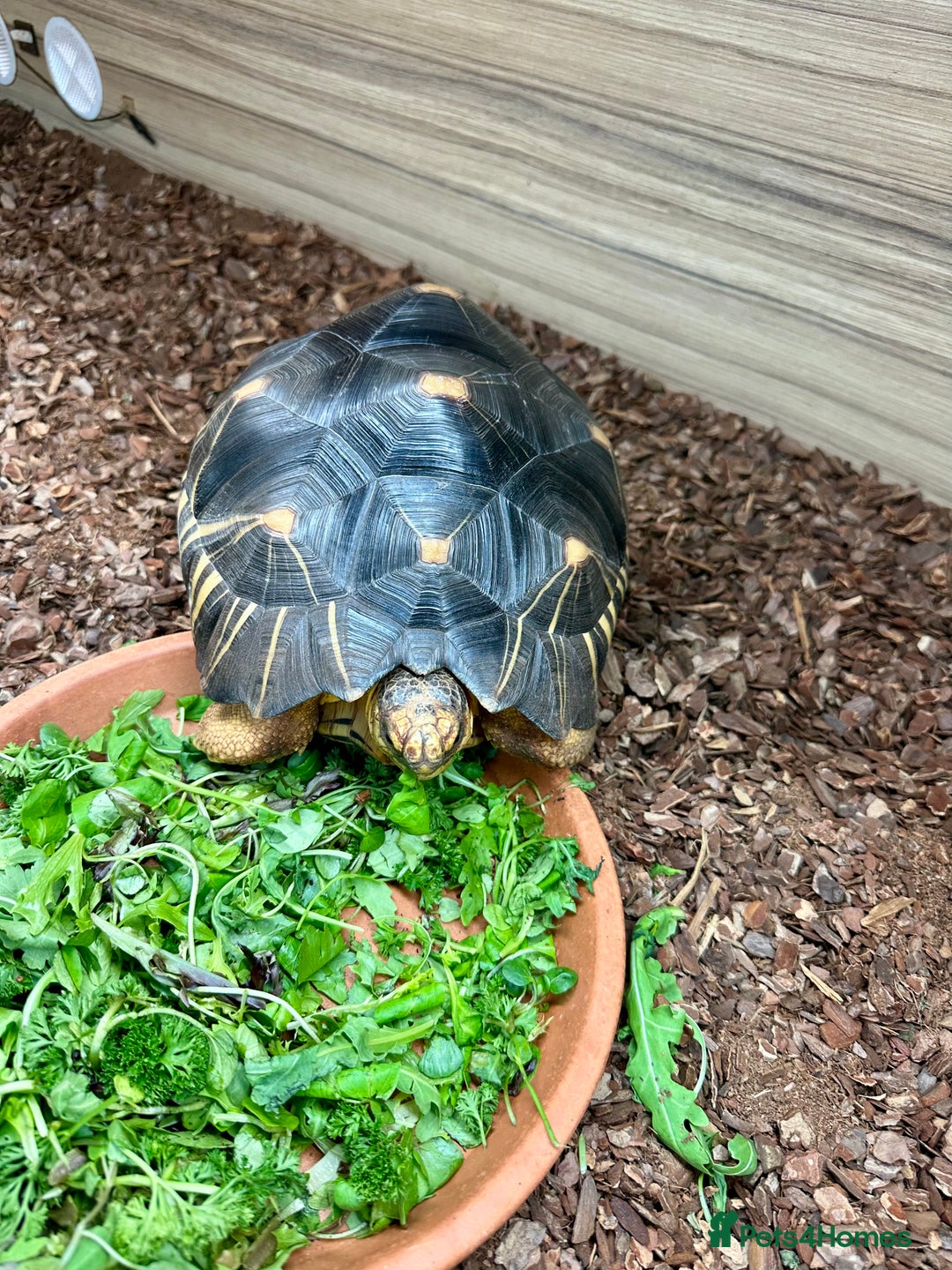 Tortoise reptiles for sale: Beautiful radiated for sale - Image 3
