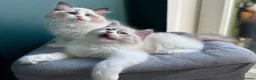 Ragdoll cats for sale: WORLD BEATIFUL RAGDOLL KITTEN / FIFE - Advert 17