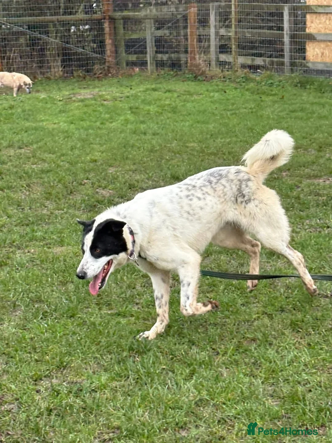 Mixed Breed dogs for adoption: Desmond - Norwich Norfolk  - Advert 11