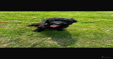 Cockapoo dogs in Ashford - Advert 9