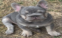 French Bulldog dogs for sale: Isabella wrapped in cream, fluffy carrier - Image 18