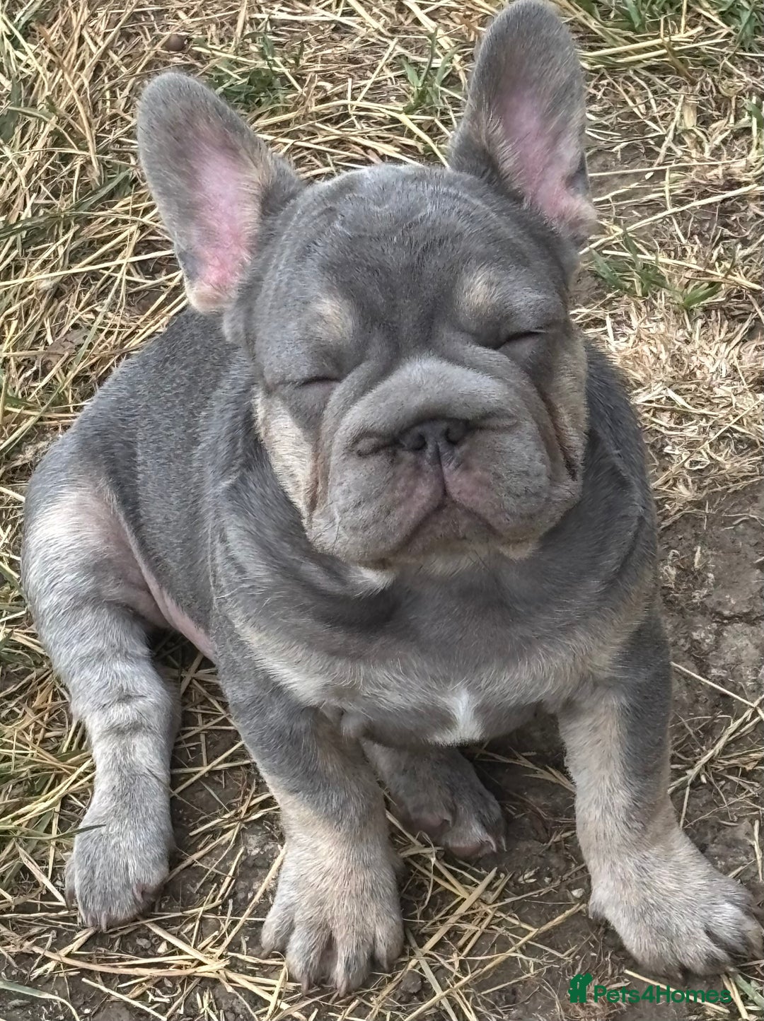 French Bulldog dogs for sale: Isabella wrapped in cream, fluffy carrier - Image 18